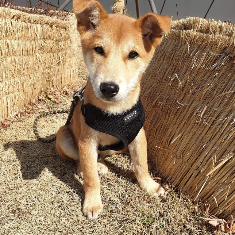 Sowon, a Japanese or Korean Village Dog tested with EmbarkVet.com