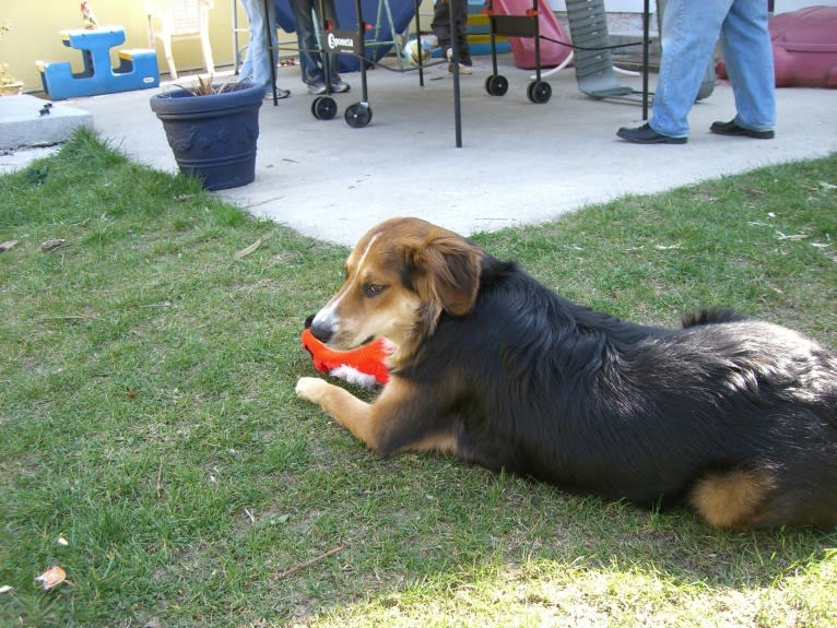 Akita, a Golden Retriever and Bernese Mountain Dog mix tested with EmbarkVet.com