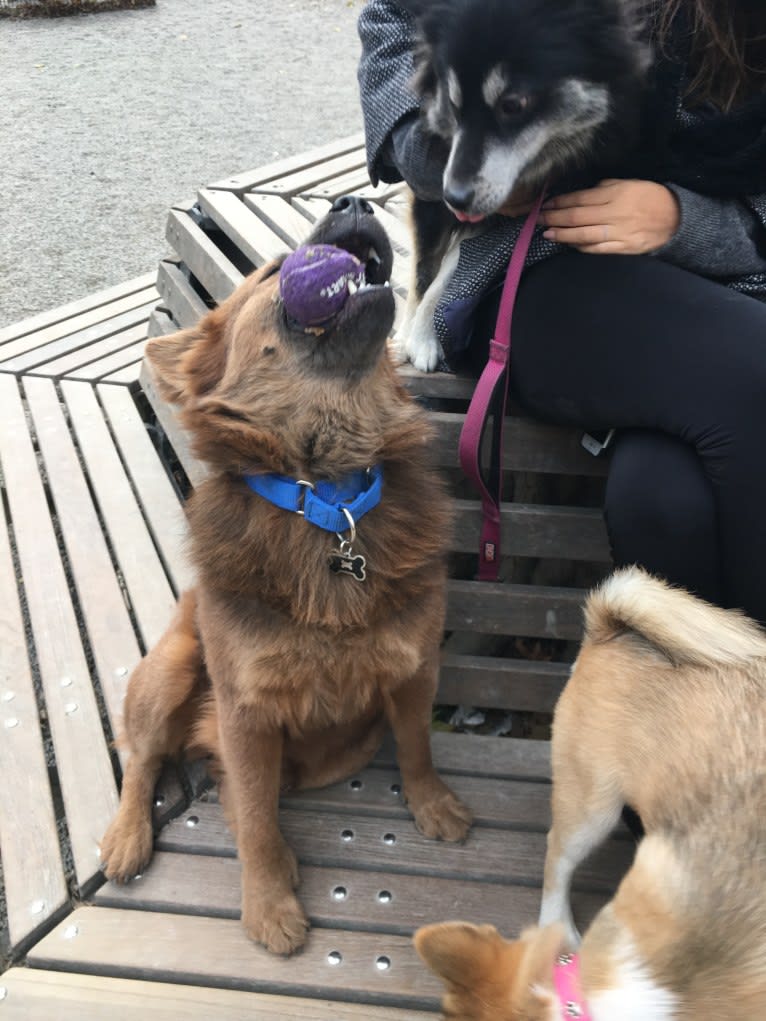 Rex, a Chow Chow and Rottweiler mix tested with EmbarkVet.com