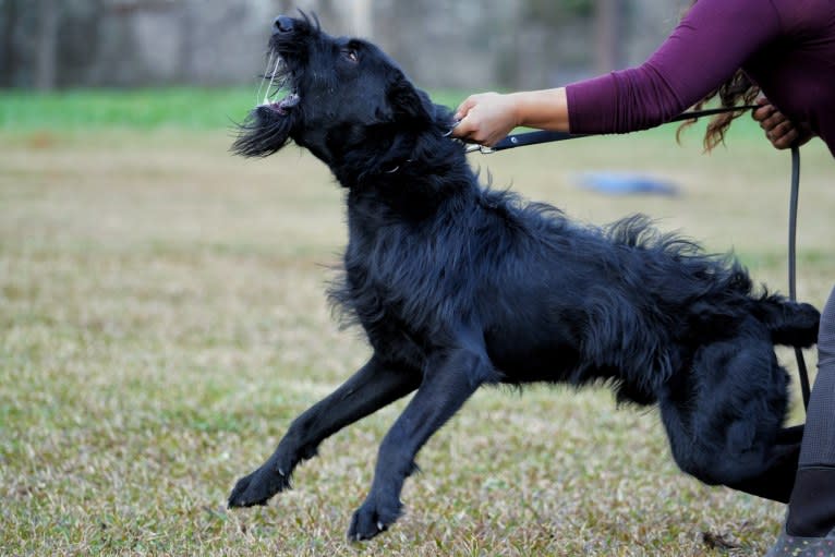 Vaatu, a Black Russian Terrier and Belgian Malinois mix tested with EmbarkVet.com