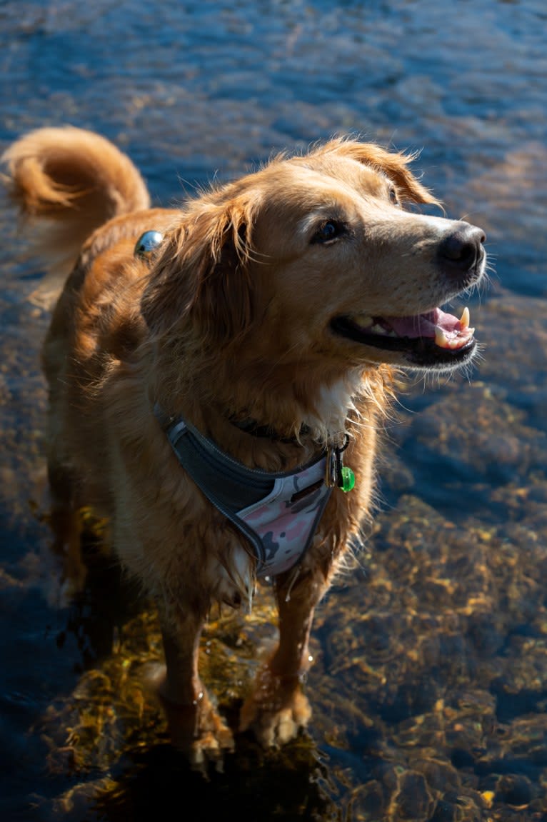 Roxy, a Chow Chow and American Pit Bull Terrier mix tested with EmbarkVet.com