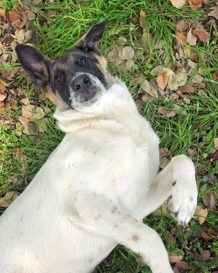 Eris, a German Shepherd Dog and Chow Chow mix tested with EmbarkVet.com