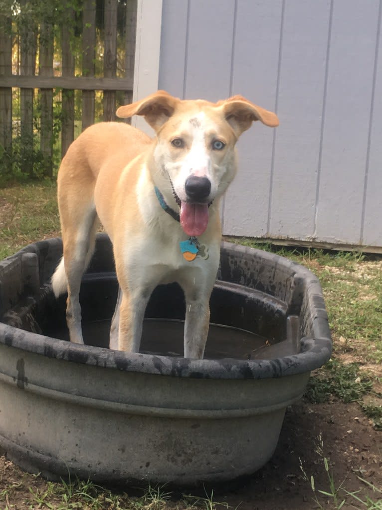 Skye, an American Foxhound and Alaskan Malamute mix tested with EmbarkVet.com