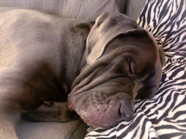 Boots, a Neapolitan Mastiff (6.6% unresolved) tested with EmbarkVet.com