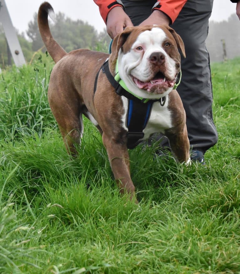 Maverick, an Alapaha Blue Blood Bulldog tested with EmbarkVet.com