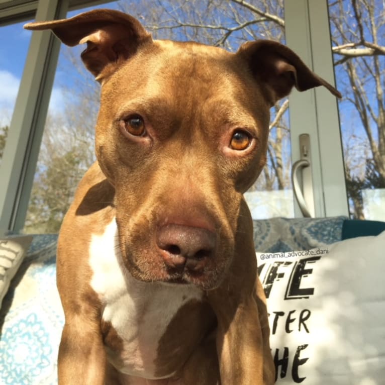 Blueberry, an American Pit Bull Terrier and American Staffordshire Terrier mix tested with EmbarkVet.com