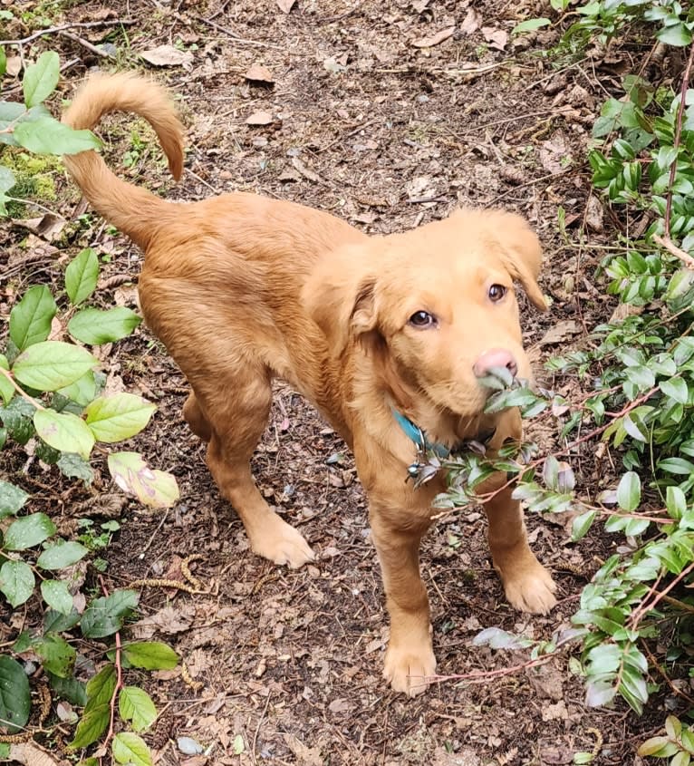 bella, a Melanesian Village Dog tested with EmbarkVet.com