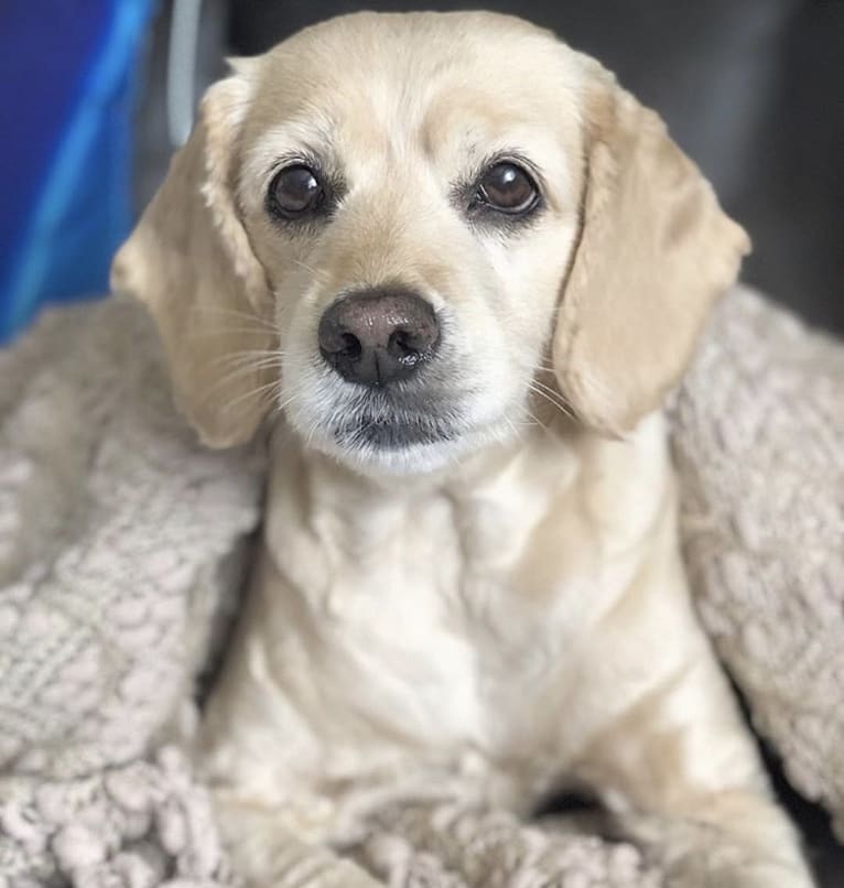 Daisy, a Cocker Spaniel and Poodle (Small) mix tested with EmbarkVet.com