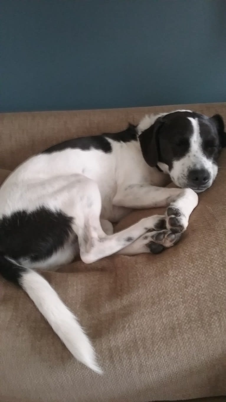 Jack, a Russell-type Terrier and Mountain Cur mix tested with EmbarkVet.com