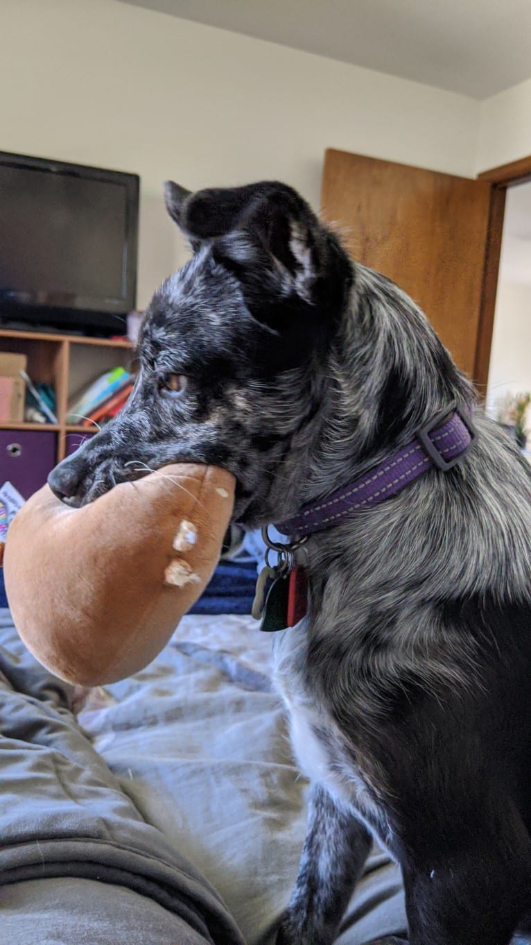 Indigo, an American Pit Bull Terrier and Australian Cattle Dog mix tested with EmbarkVet.com