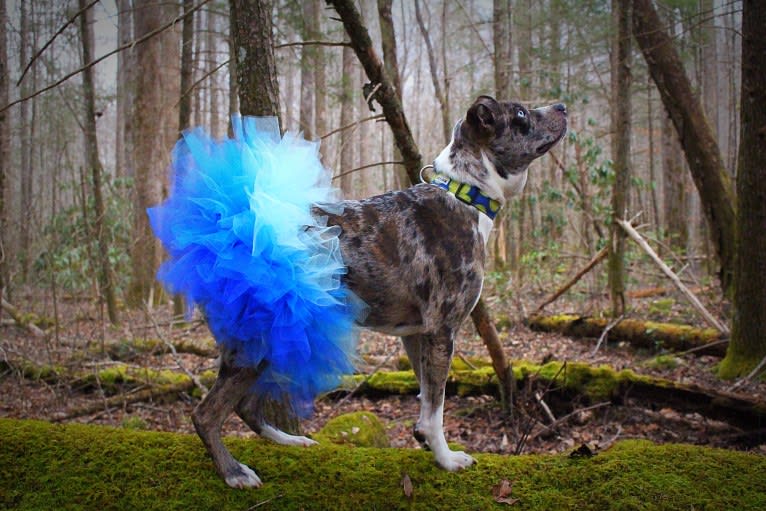 Hammer, a Boston Terrier and Australian Cattle Dog mix tested with EmbarkVet.com