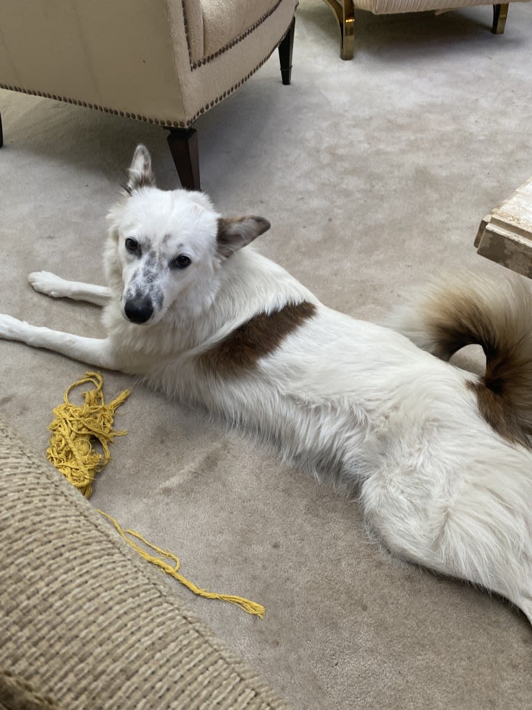 Petra, an Arabian Village Dog tested with EmbarkVet.com