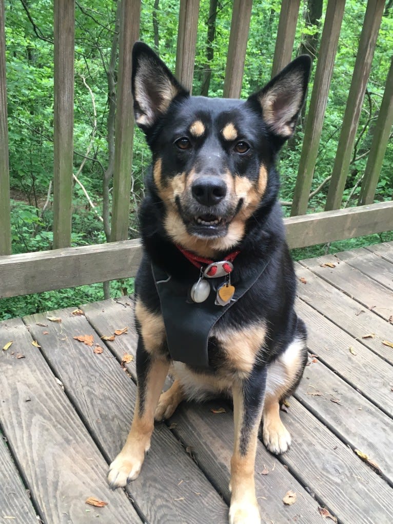 Billy, a Siberian Husky and Labrador Retriever mix tested with EmbarkVet.com