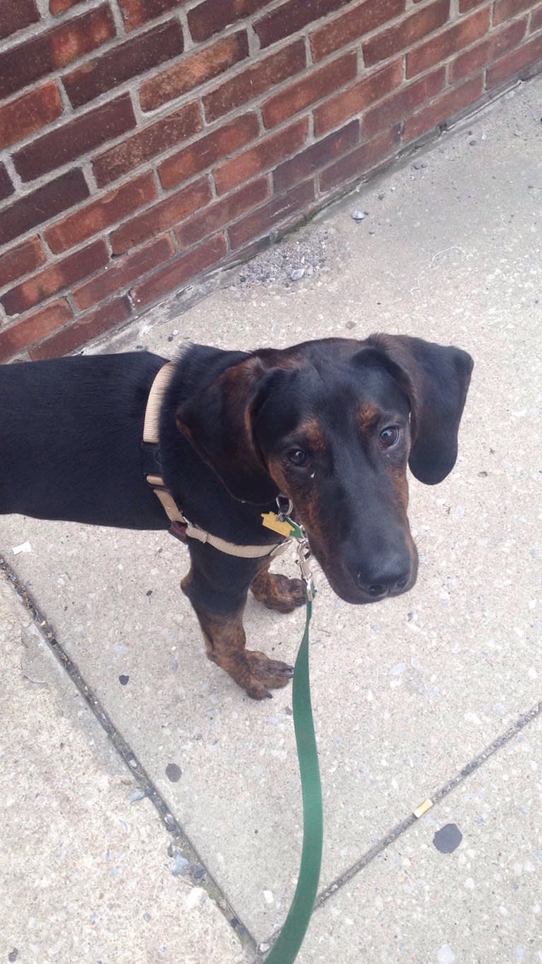 Remington, a Treeing Walker Coonhound and American Pit Bull Terrier mix tested with EmbarkVet.com