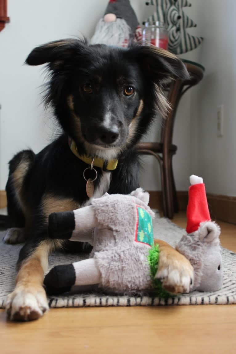 Sierra, a Border Collie and Australian Cattle Dog mix tested with EmbarkVet.com