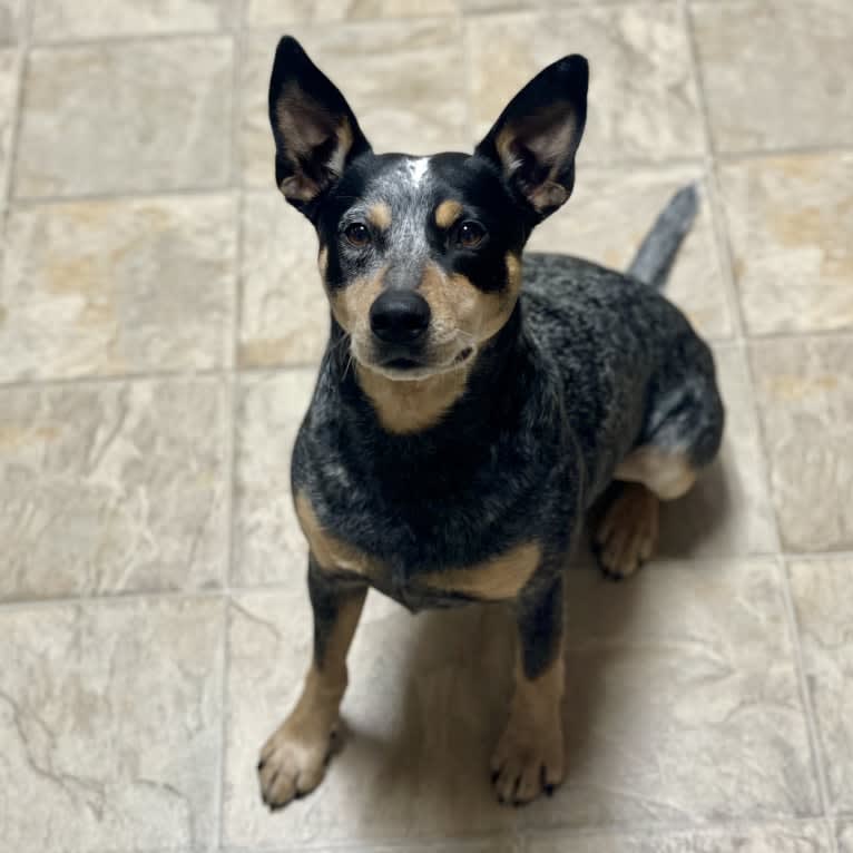 Geo, an Australian Cattle Dog and Rat Terrier mix tested with EmbarkVet.com