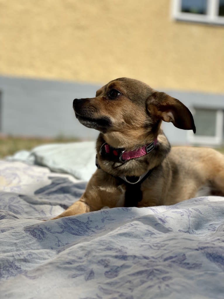 Topolino, an Eastern European Village Dog tested with EmbarkVet.com