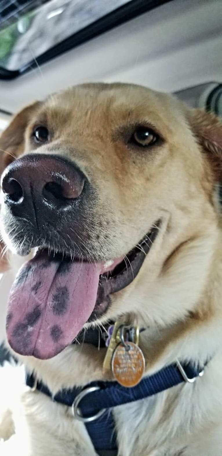 Chloe, a Great Pyrenees and Australian Shepherd mix tested with EmbarkVet.com