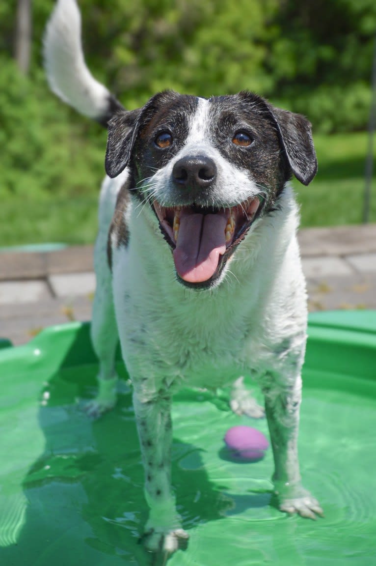 Jack, a Russell-type Terrier and Mountain Cur mix tested with EmbarkVet.com