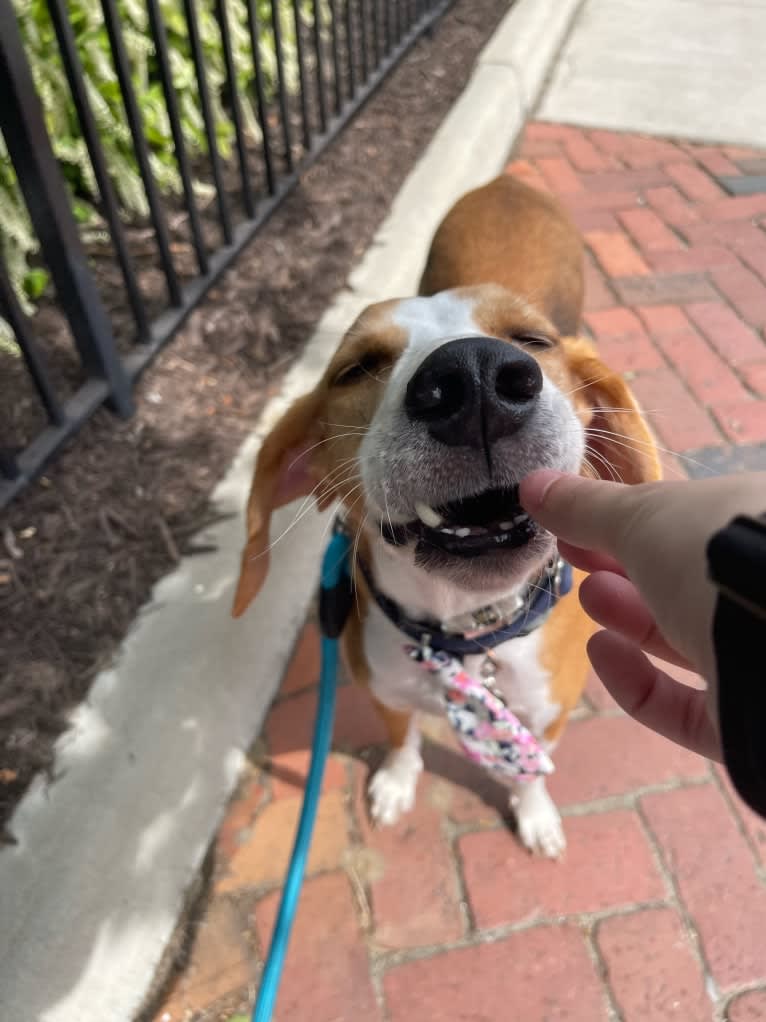 milo, an American Foxhound tested with EmbarkVet.com