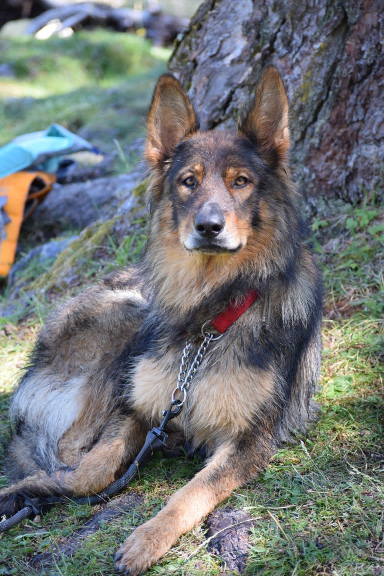 Yoko, a German Shepherd Dog tested with EmbarkVet.com