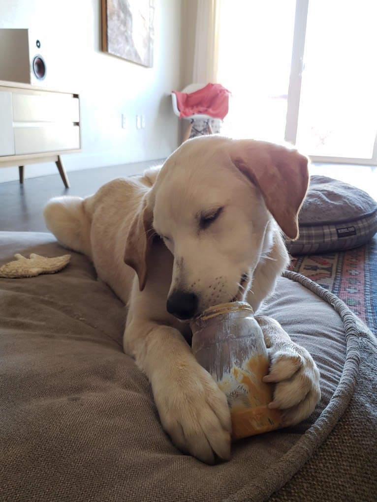 Eddie, a Labrador Retriever and Siberian Husky mix tested with EmbarkVet.com