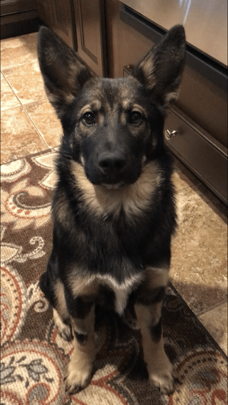 Echo, a German Shepherd Dog and Siberian Husky mix tested with EmbarkVet.com