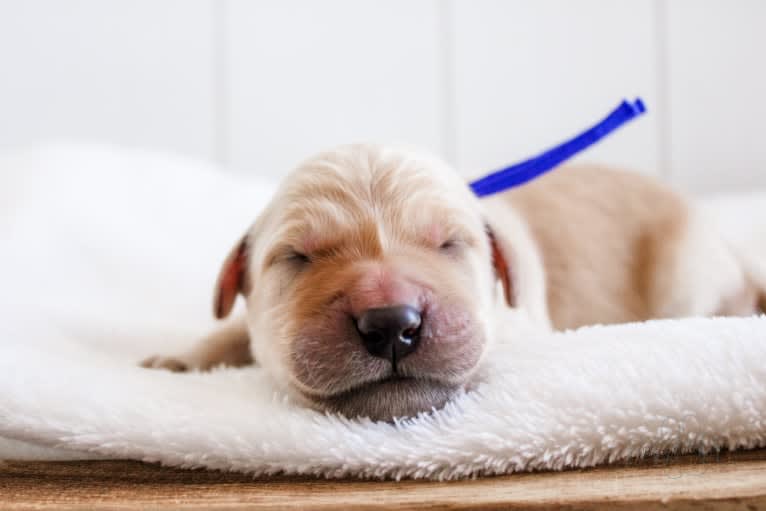Duke, a Golden Retriever tested with EmbarkVet.com