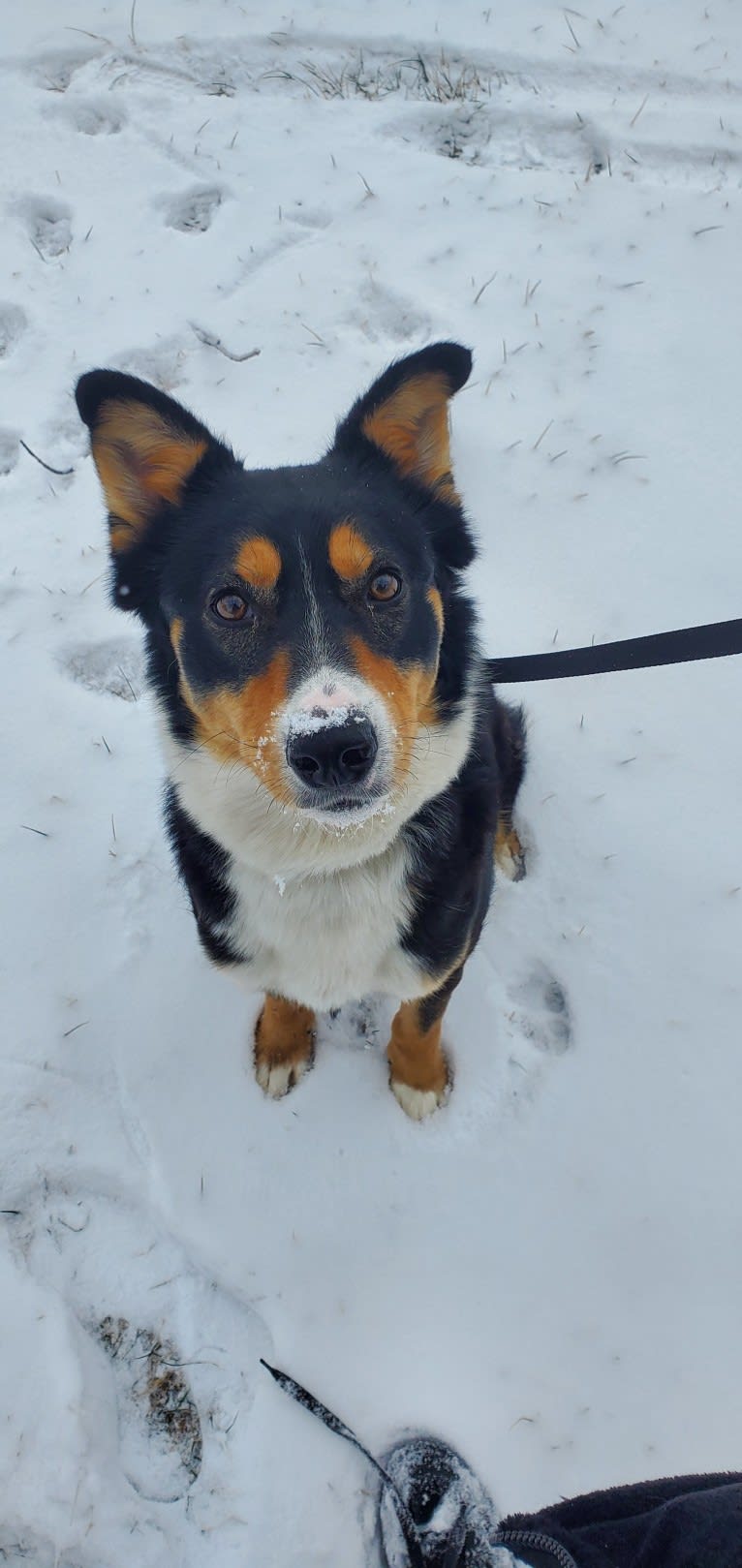 Rogue, a Siberian Husky and Border Collie mix tested with EmbarkVet.com