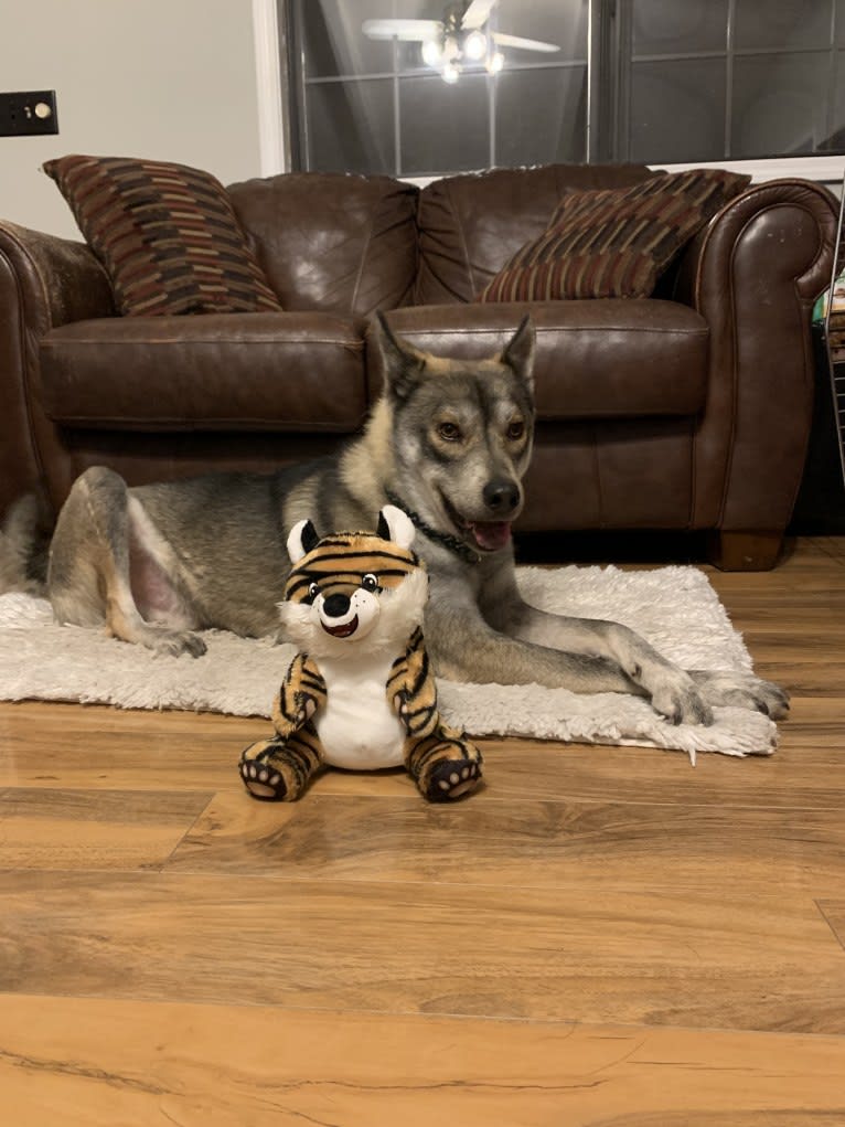 Bub, a Siberian Husky and Chow Chow mix tested with EmbarkVet.com