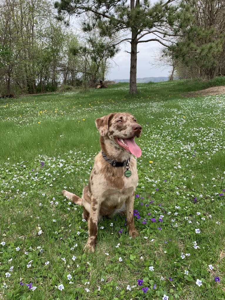 Ginnie, a Labrador Retriever and Great Pyrenees mix tested with EmbarkVet.com