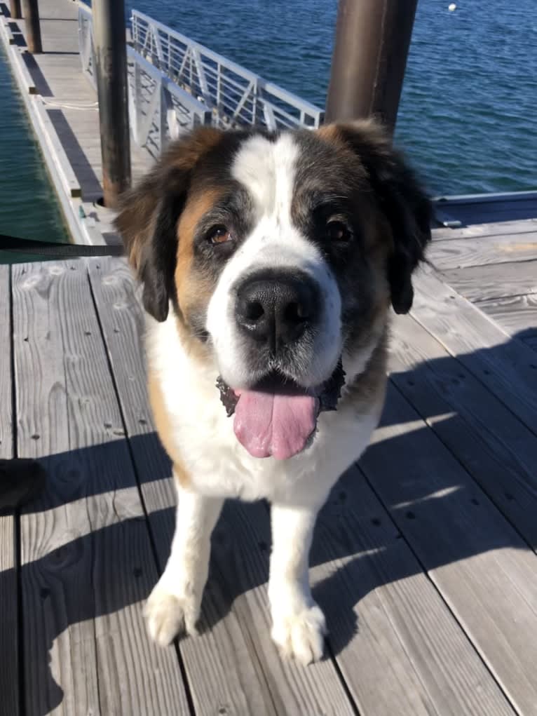 Bear, a Saint Bernard tested with EmbarkVet.com