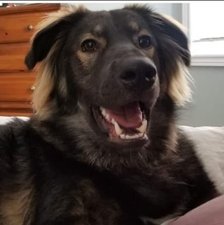 Oakley, an Alaskan Malamute and German Shepherd Dog mix tested with EmbarkVet.com