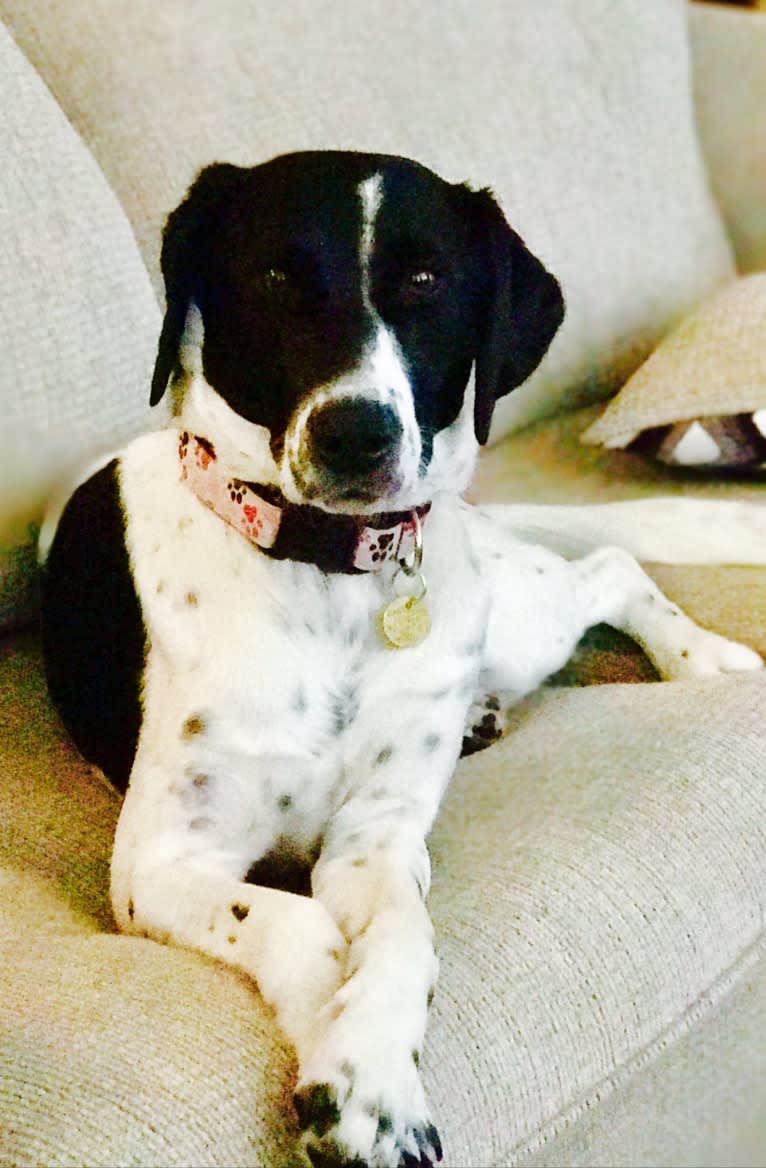 Kenner, a Treeing Walker Coonhound and Australian Cattle Dog mix tested with EmbarkVet.com