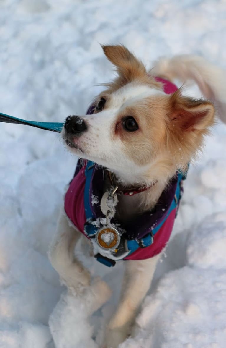 Lizzy (Eliza/Elizabeth), an Eastern European Village Dog and Pekingese mix tested with EmbarkVet.com