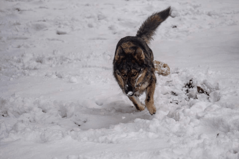 Riley, a German Shepherd Dog and Siberian Husky mix tested with EmbarkVet.com