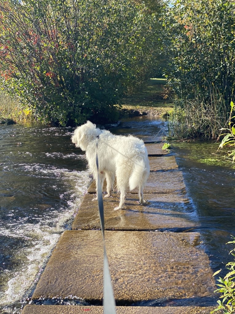 Phinehas, a Great Pyrenees and Komondor mix tested with EmbarkVet.com