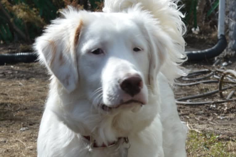 casper, a Great Pyrenees and Labrador Retriever mix tested with EmbarkVet.com