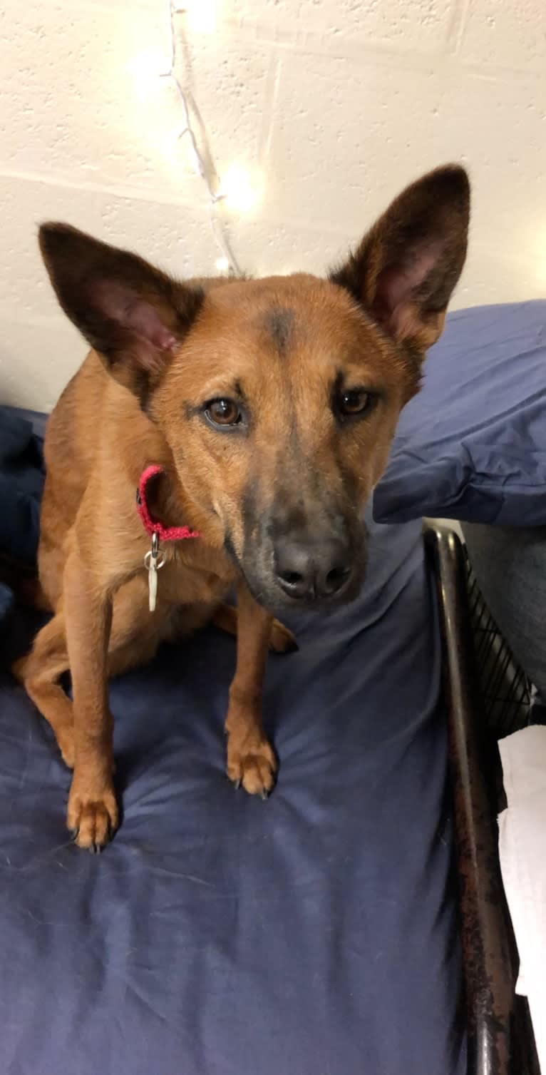 Scout, a Southeast Asian Village Dog and Golden Retriever mix tested with EmbarkVet.com