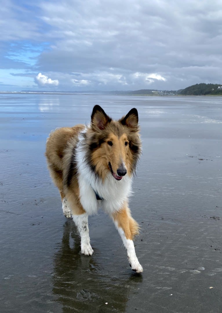 Memphis, a Collie tested with EmbarkVet.com