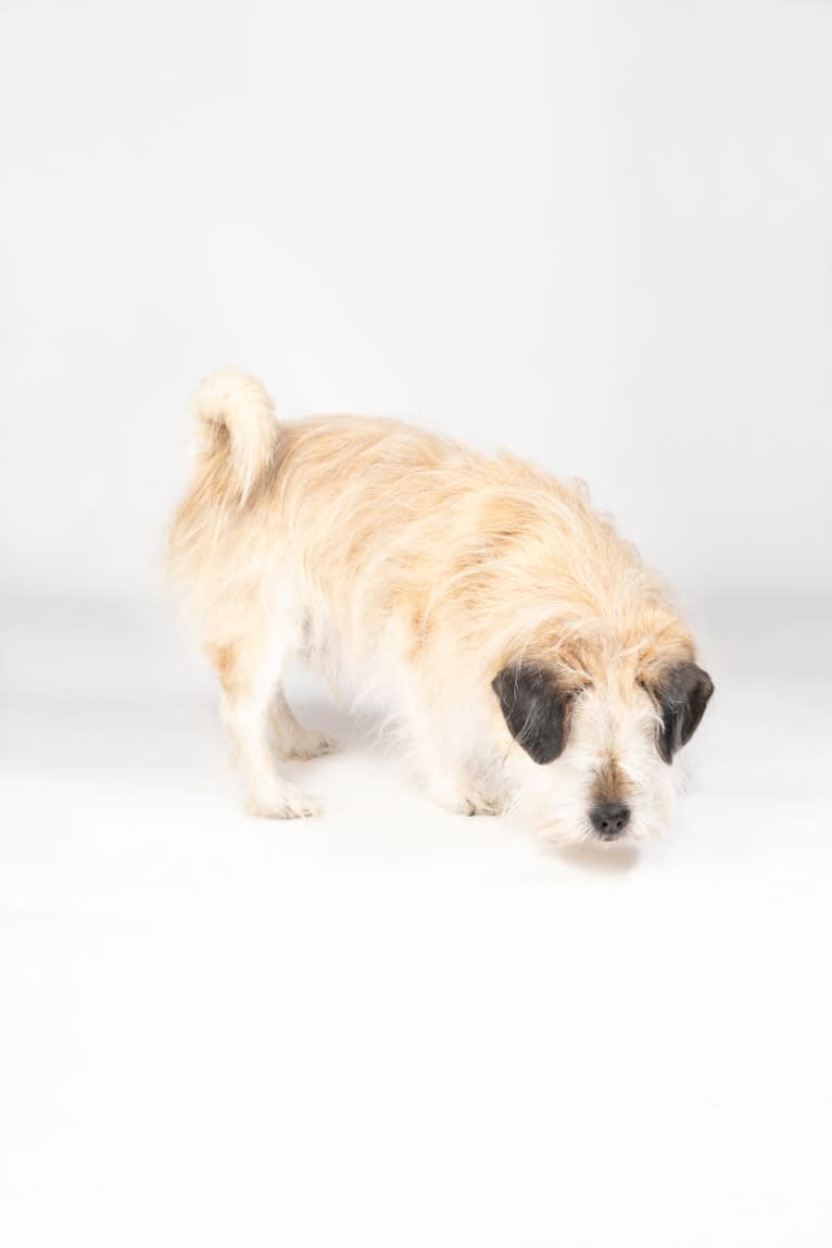 Winston, a Pugapoo tested with EmbarkVet.com