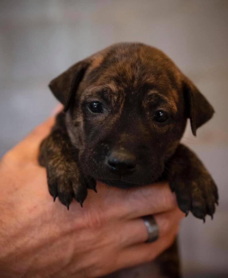 Tai, a Phu Quoc Ridgeback tested with EmbarkVet.com