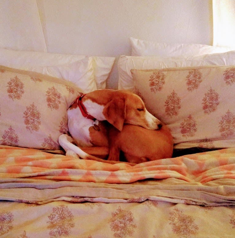 Photo of Ophelia, an American Foxhound  in Cambridge, Massachusetts, USA