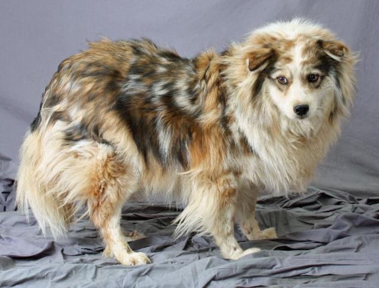 Lois, an American Eskimo Dog and Australian Shepherd mix tested with EmbarkVet.com