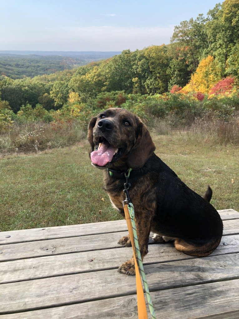 Otis, a Beagle and Golden Retriever mix tested with EmbarkVet.com