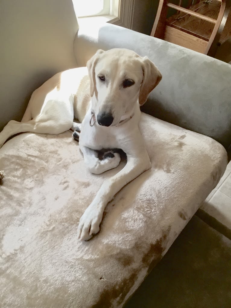 Molly, an Arabian Village Dog and Saluki mix tested with EmbarkVet.com