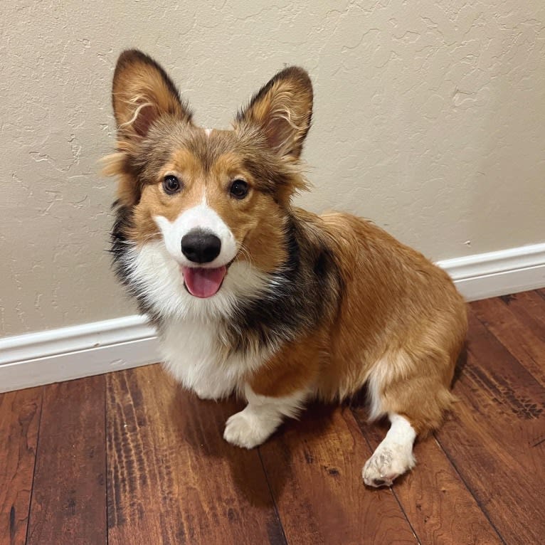 Hank, a Pembroke Welsh Corgi tested with EmbarkVet.com
