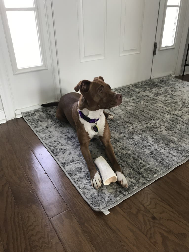 Zoe, an American Pit Bull Terrier and American Bulldog mix tested with EmbarkVet.com