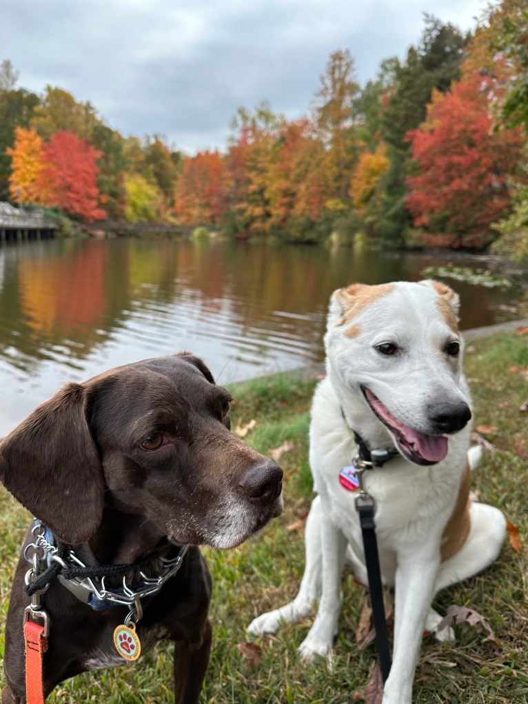 Ricky, a Boykin Spaniel and German Shorthaired Pointer mix tested with EmbarkVet.com