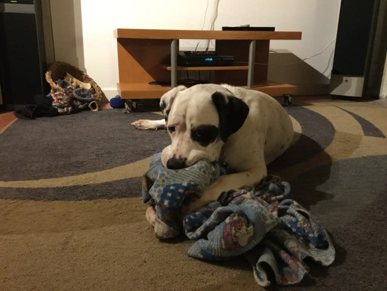 Charlie Boy, a Saint Bernard and American Pit Bull Terrier mix tested with EmbarkVet.com